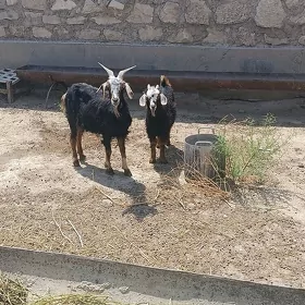 keçi awlakli