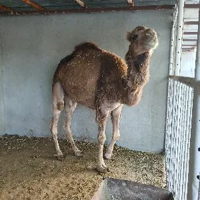 Ÿaş Düÿe.