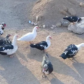 ордек