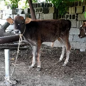 ÖKÜZÇE