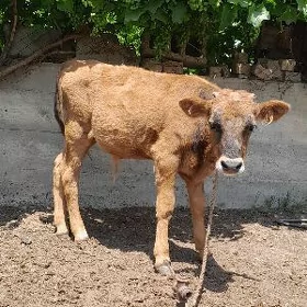 ÖKÜZÇE