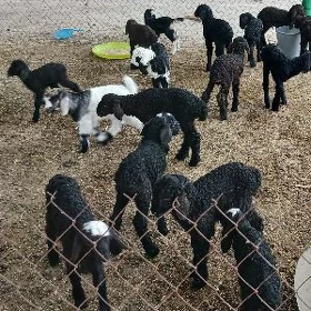 guzy