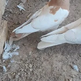 kepderi