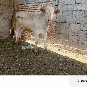 Okiz şaralewa
