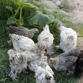 Arassa brama