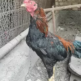 Байцовый