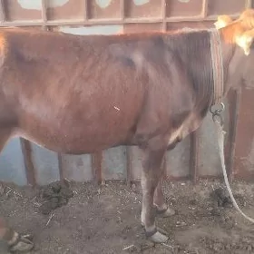Gulajyn