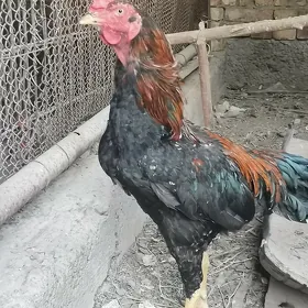 Байцовый хораз