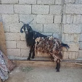dog gecı
