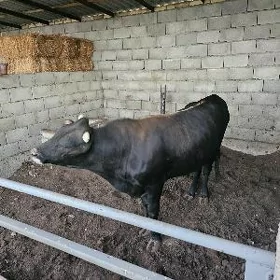 Göle