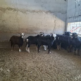 Geciler Goyunlar