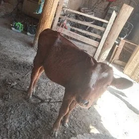 Okuzceee