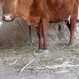Tanaly sygyr
