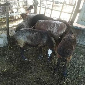 koylar we koçkar