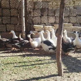 Ördek wak wak