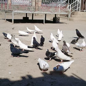 kepderi