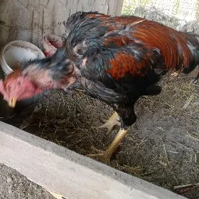 horaz