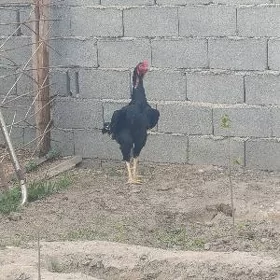 horaz