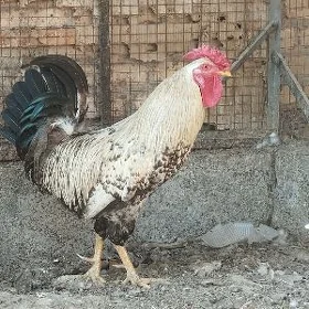 Horaz