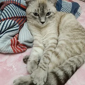 Кот