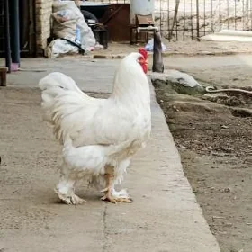 Brama Horoz