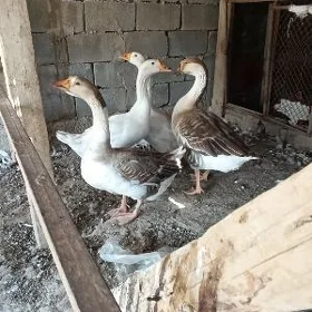 Gus gus