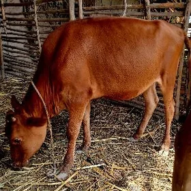 Gacar satilyar
