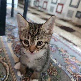 котята