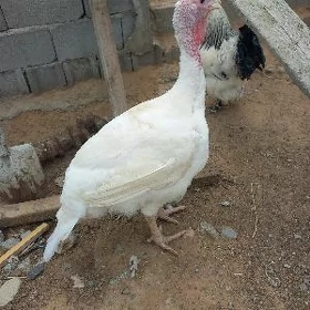YUMURTGA INDUK GIGANT