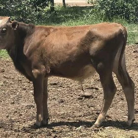 Okuzceler