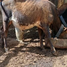 окуз