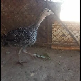 Induk juje