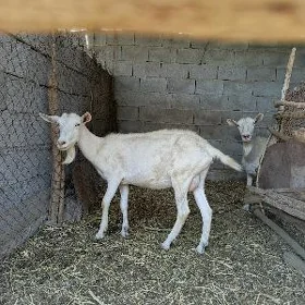 Zanen geci