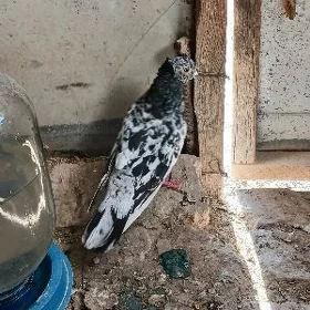 KEPDERI.
