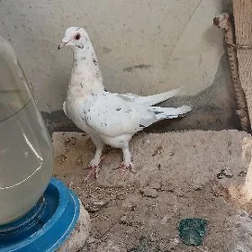 KEKEPDERI.