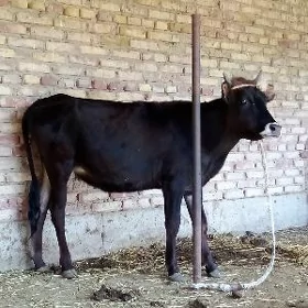 Tüwe 1 ýaş 2 aýlyk Baka Goýlan