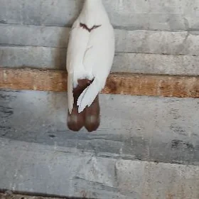KEPDERI.