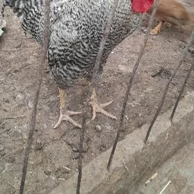 Horaz dominant