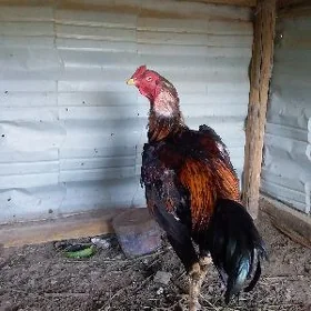 Baysow horaz
