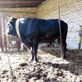 Öküz Uly Bakylgy 2 ýaş 6 aýlyk