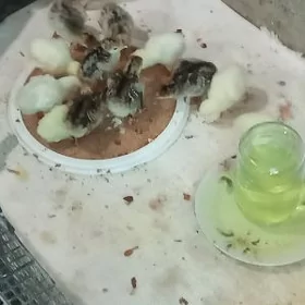 induk