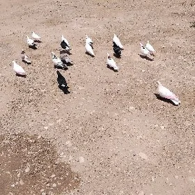kepderi