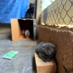 wisloushki pisikler кошки