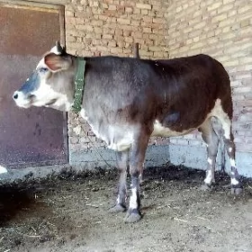 Tuwe Gibrit 1 ýaş 6 aýlyk