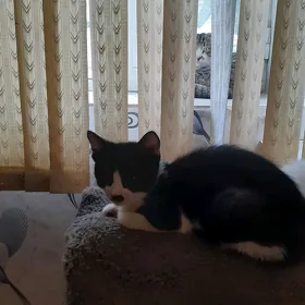 котята