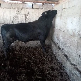 öküz