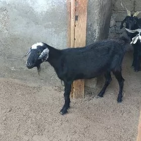 GEÇI