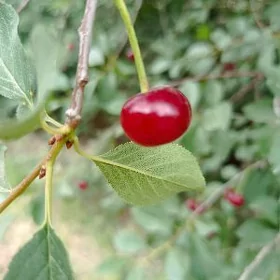 Çiye