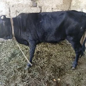 Öküz