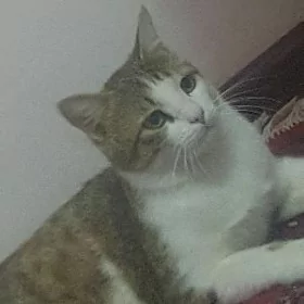 pişik